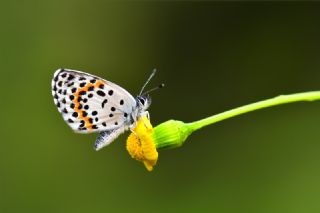 Kara Mavi&nbsp;(Scolitantides&nbsp;orion)   Hulusi Tezcan