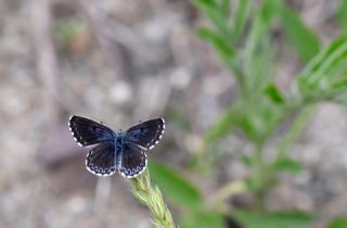 Kara Mavi&nbsp;(Scolitantides&nbsp;orion)   Hulusi Tezcan