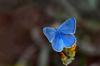 �okg�zl� Erzincan Mavisi&nbsp;(Polyommatus&nbsp;erzindjanensis)   Hulusi Tezcan