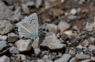 �okg�zl� Karabet Mavisi&nbsp;(Polyommatus&nbsp;haigi)   Hulusi Tezcan