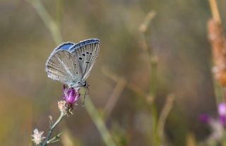 Putnam'�n �okg�zl�s�&nbsp;(Polyommatus&nbsp;putnami)   Hulusi Tezcan