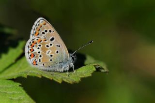 okgzl Balkan Mavisi (Aricia anteros )   Hulusi Tezcan