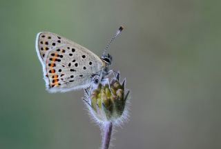 sli Bakr Gzeli (Lycaena tityrus)   Hulusi Tezcan