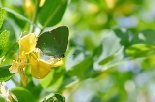 B�y�k Z�mr�t&nbsp;(Callophrys&nbsp;herculeana)   Hulusi Tezcan