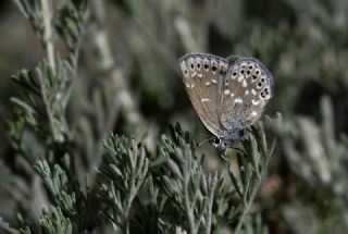 S�zen'in Yalanc�bak�r�&nbsp;(Neolycaena&nbsp;soezen)   Hulusi Tezcan