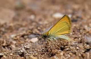 Siyah Antenli Z�pz�p&nbsp;(Thymelicus&nbsp;lineolus)   Hulusi Tezcan