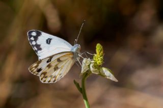 Siirt ��l Beneklibeyaz�&nbsp;(Pontia&nbsp;glauconome)   Hulusi Tezcan
