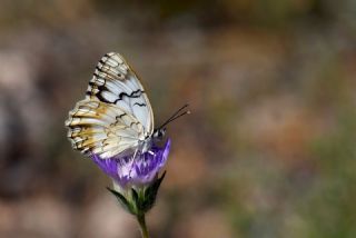 Akdeniz Melikesi&nbsp;(Melanargia&nbsp;titea)   Hulusi Tezcan