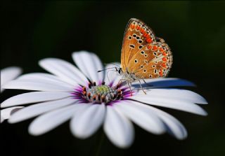 okgzl Esmer (Aricia agestis)   Hulusi Tezcan
