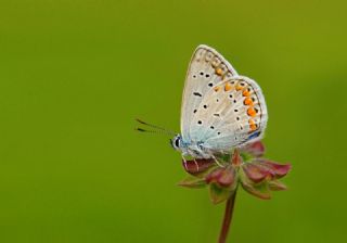 �okg�zl� Mavi&nbsp;(Polyommatus&nbsp;icarus)   Hulusi Tezcan