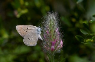 Mazarin Mavisi&nbsp;(Polyommatus&nbsp;semiargus)   Hulusi Tezcan