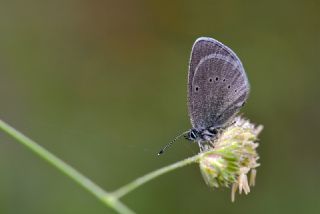 Karag�z Mavisi&nbsp;(Glaucopsyche&nbsp;alexis)   Hulusi Tezcan