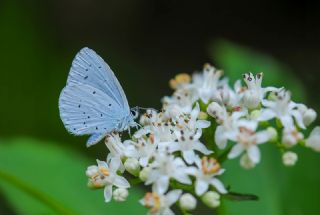 Kutsal Mavi&nbsp;(Celastrina&nbsp;argiolus)   Hulusi Tezcan