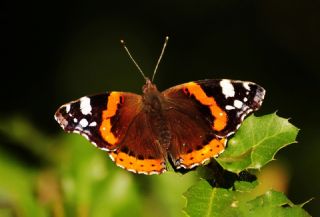 Atalanta (Vanessa atalanta)   Hulusi Tezcan