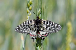 Orman Fistosu&nbsp;(Zerynthia&nbsp;cerisyi)   Hulusi Tezcan