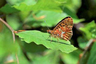 Beyaz nci (Clossiana euphrosyne)   Hulusi Tezcan