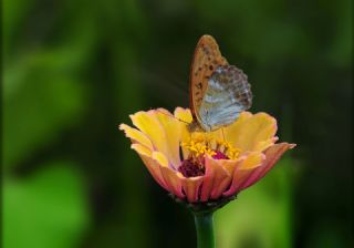 Cengaver&nbsp;(Argynnis&nbsp;paphia)   Hulusi Tezcan