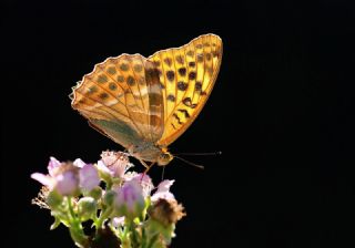 Cengaver&nbsp;(Argynnis&nbsp;paphia)   Hulusi Tezcan