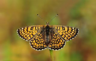 parhan (Melitaea cinxia)   Hulusi Tezcan