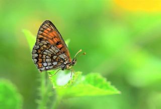 Amannisa&nbsp;(Melitaea&nbsp;athalia)   Hulusi Tezcan