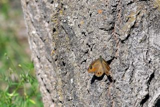 Esmerboncuk (Lasiommata maera)   Hulusi Tezcan