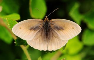 �ay�r Esmeri&nbsp;(Maniola&nbsp;jurtina)   Hulusi Tezcan