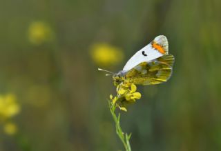 Zegris&nbsp;(Zegris&nbsp;eupheme)   Hulusi Tezcan