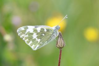 Yeni Beneklimelek&nbsp;(Pontia&nbsp;edusa)   G�l�ah Bay�u