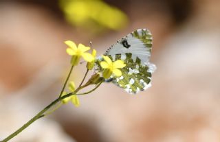Da� Oykl�s��&nbsp;(Euchloe&nbsp;ausonia)   G�l�ah Bay�u