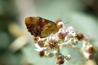 B���rtlen Brentisi&nbsp;(Brenthis&nbsp;daphne)   G�l�ah Bay�u