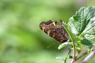 Karaa�a� Nimfalisi&nbsp;(Inachis&nbsp;polychloros)   G�l�ah Bay�u