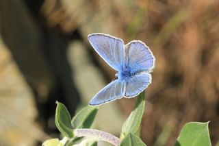 Çokgözlü Mavi (Polyommatus icarus)   Ömer Toraman