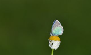 okgzl Rus Mavisi (Polyommatus coelestina)   Mehmet Akif Keskin