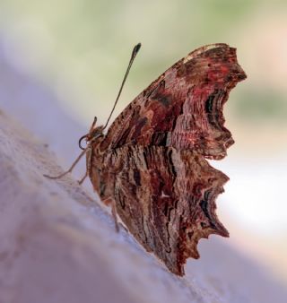 Anadolu Y�rt�kp�rt���&nbsp;(Polygonia&nbsp;egea)   Selma Kotanc�