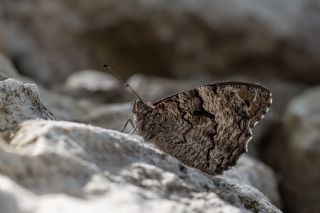 Byk Karamelek (Hipparchia syriaca)   Selma Kotanc