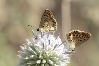 okgzl Esmer (Aricia agestis)   Selma Kotanc