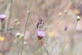 Anadolu Melikesi (Melanargia larissa)   Selma Kotanc