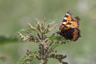Aglais&nbsp;(Aglais&nbsp;urticae)   Selma Kotanc�
