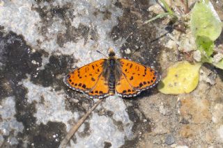 Benekli �parhan&nbsp;(Melitaea&nbsp;didyma)   Selma Kotanc�