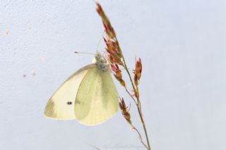 Kk Beyazmelek (Pieris rapae)   Murat Yangn