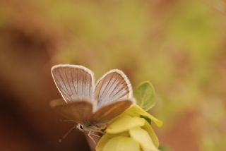 okgzl Damon Mavisi (Polyommatus damon)   Vehbi Yaln