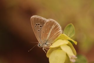 okgzl Damon Mavisi (Polyommatus damon)   Vehbi Yaln