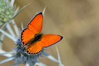 ran Ate Gzeli (Lycaena lampon)   zlem Yldz