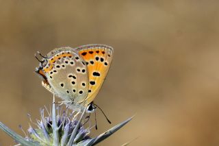 ran Ate Gzeli (Lycaena lampon)   zlem Yldz