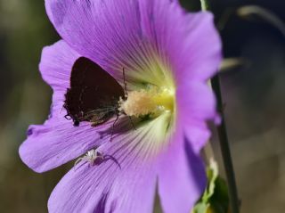 Mavi Benekli Sevbeni&nbsp;(Satyrium&nbsp;zabni)   Halil �brahim Sar�