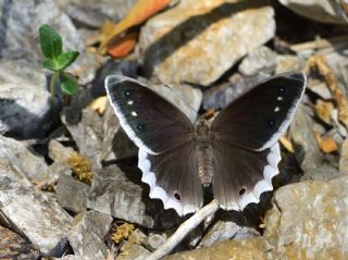 Beyaz Bandl� Karamelek&nbsp;(Hipparchia&nbsp;parisatis)   Halil �brahim Sar�