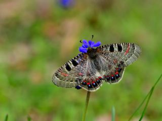 Yalanc� Apollo&nbsp;(Archon&nbsp;apollinus)   Halil �brahim Sar�