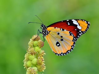 Sultan (Danaus chrysippus)   Halil brahim Sar