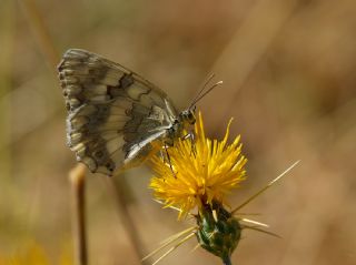 l Melikesi (Melanargia grumi)   Halil brahim Sar