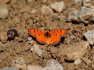 �ranl� �parhan&nbsp;(Melitaea&nbsp;persea)   Halil �brahim Sar�